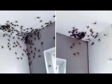 Gruselige Invasion: Mutter entdeckt Hunderte "kannibalische" Spinnen in Kinderzimmer