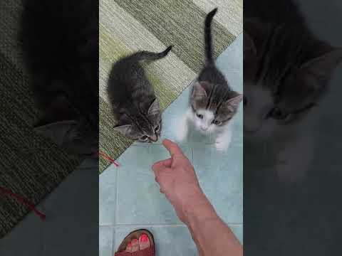 Regalo Ariella e Archimede cercano casa