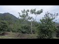 Iklan CNN Indonesia Kopi Toraja