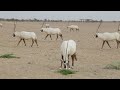 Oman Opens Sprawling Oryx Reserve To Ecotourists