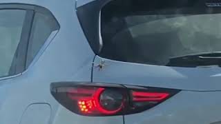 Driver Spots Huge Spider Crawling Inside Car While Stuck in Adelaide Traffic