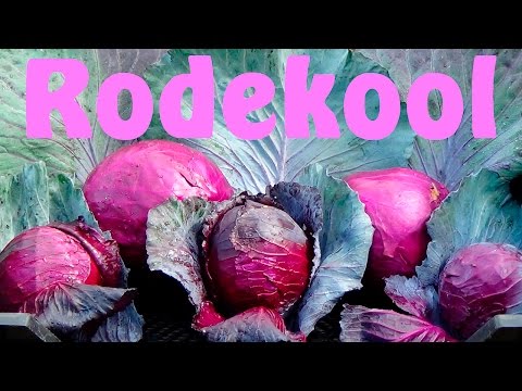 , title : 'Rodekool kweken'
