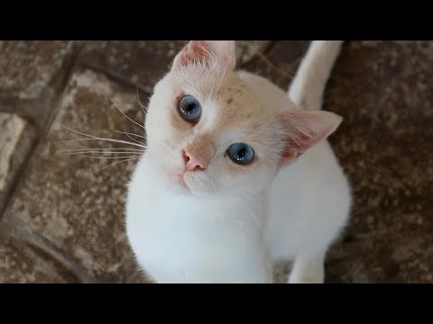 This Cat Will Make You Smile 😺 | Full Cat Video💗💗😸😺😸