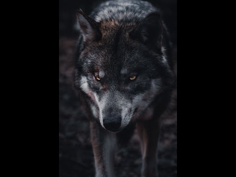 The Last Days, Terrible Days!  The False Teachers.  2 Timothy 3: 6  - 9