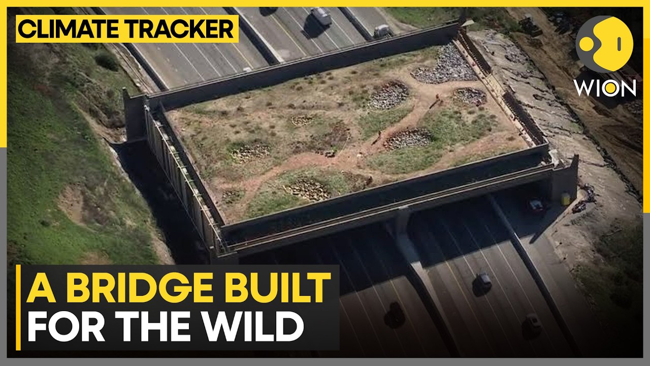 California Builds A Bridge For Animals: A Safer Crossing For Mountain Lions | WION News