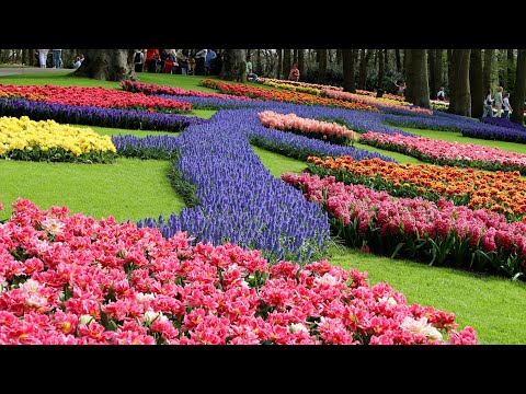 Amazing Colors of Spring Flowers - Keukenhof 2024 - 4K