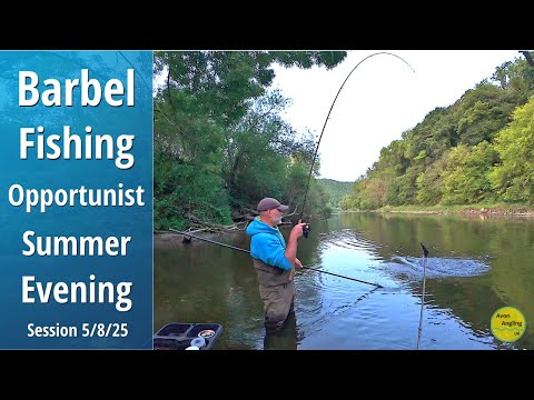 Barbel Fishing - Opportunist Summer Evening River Wye Session & Update - 5/8/25 (Video 593)