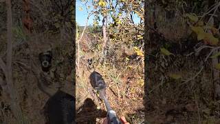 CAIU NO PÉ #javalibrasil #caçadejavali #hunt #hunting #caca #wildlife #wildanimals #wildboar