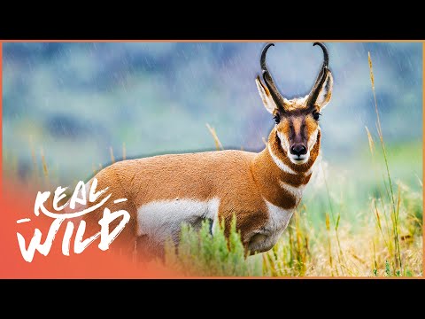 The Remarkable Pronghorn Antelope Of North America | Wild America | Real Wild