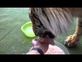 Hungry tiger