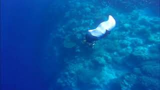 preview picture of video 'APO REEF FREEDIVE'