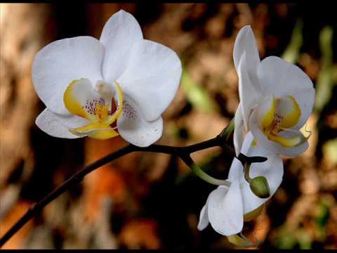 Ao amigo distante (Cristina Mel)