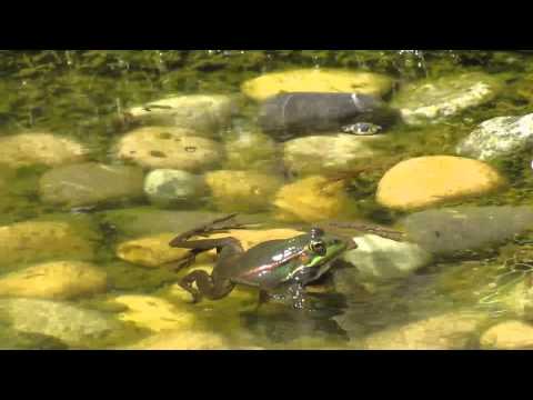 2011-06-12 Leben in unseren Biotopen