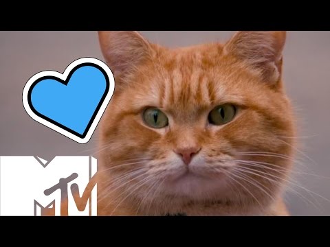 How Many Cats Did It Take To Make 'A Street Cat Named Bob'? | MTV Movies
