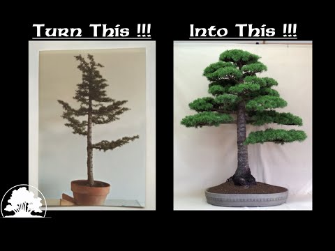Cedar 40years Later !!! - Greenwood Bonsai