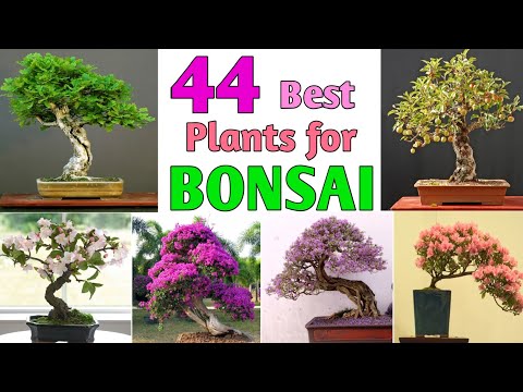 , title : '44 Best Plants for Bonsai | Best trees for Bonsai | Plant and Planting