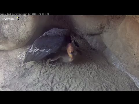 Female California Condor Feeds Chick Front And Center – May 12, 2021