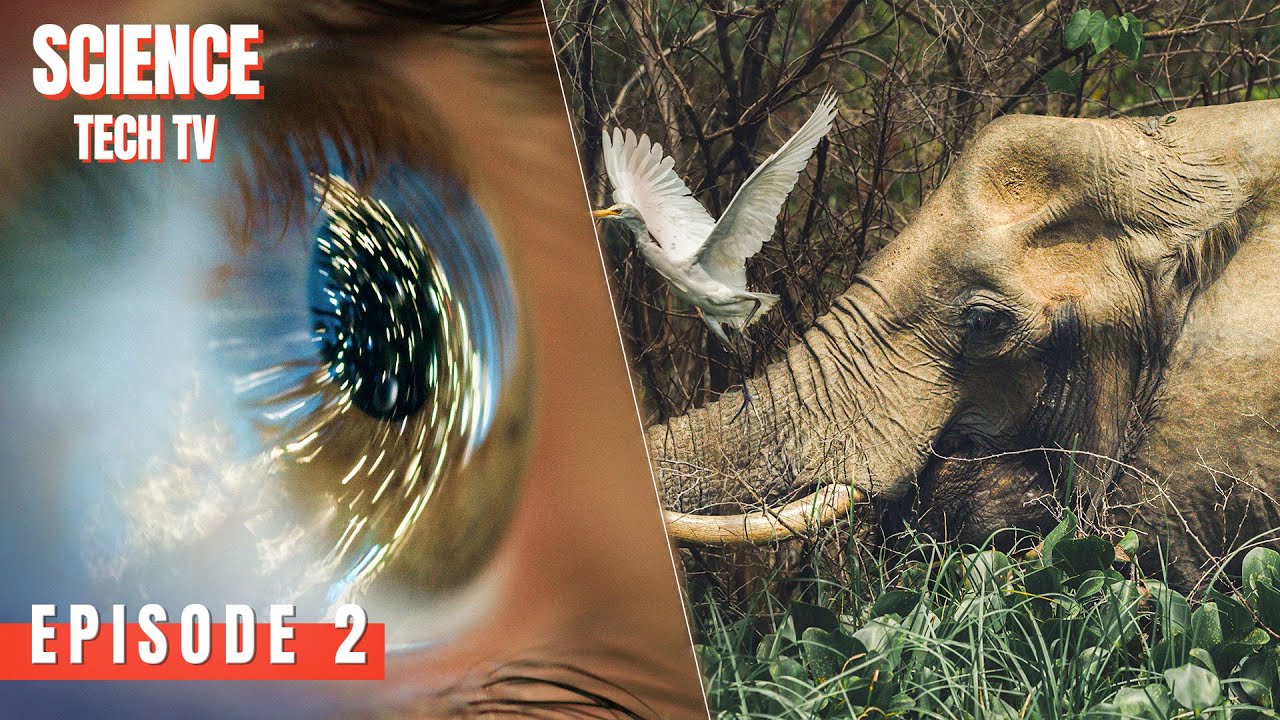 From Shells to Spider Webs: The Perfect Math of Nature | Biomimicry | Episode 2