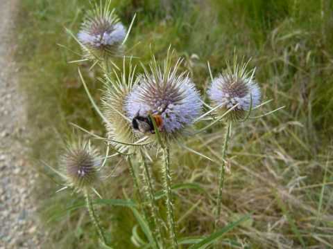 John McDermott - A Scottish Soldier
