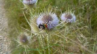 John McDermott - A Scottish Soldier