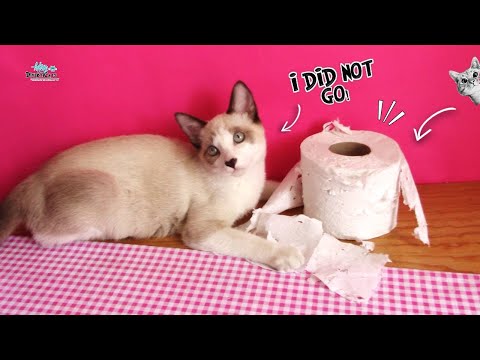 My Cat Destroys The Toilet Paper in Less Than Two Minutes !