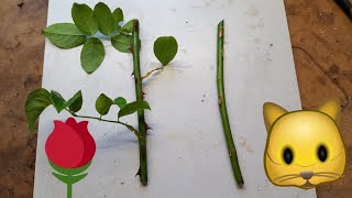El MEJOR METODO PARA REPRODUCIR ROSAS POR ESQUEJES.COMO PLANTAR ROSAS SIN RAIZ. Gato garden