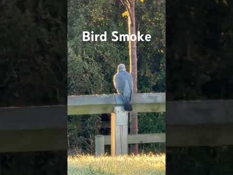 Bird Smoking in winter #smoke #bird #winter