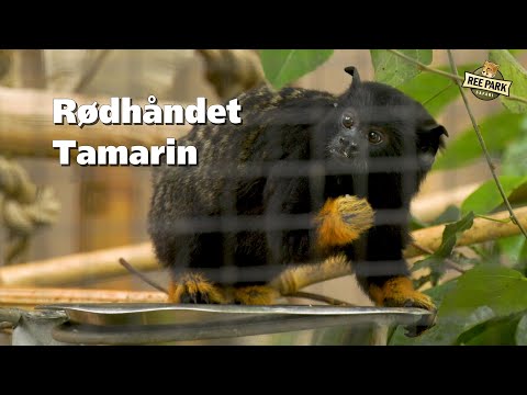 Rødhåret Tamarin (Saguinus midas) | Utrolige fakta | Ekolss - Dyr