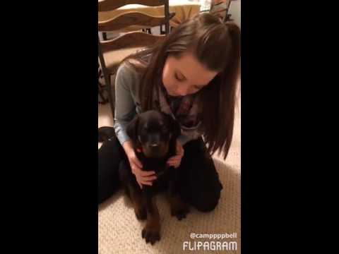 Big Dog Kennel Virginia Rottweiler - Misrepresented the puppy as a BDK puppy, Never...