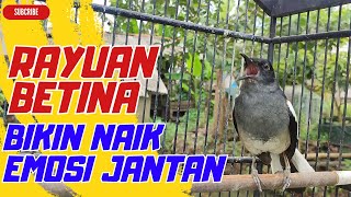 Download lagu Kacer Betina Memancing Kacer Jantan | Pancingan Kacer jantan Agar Cepet Nyaut Bunyi & Ngotot mp3