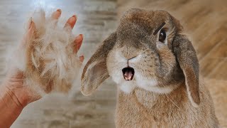 How to Keep Your Rabbit Healthy During Molting Season