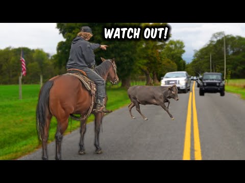The Creekbend Boyz Catch A COW IN THE ROAD!