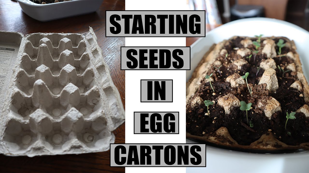 How To Plant Seeds In Egg Cartons - Starting Seeds In Egg Cartons
