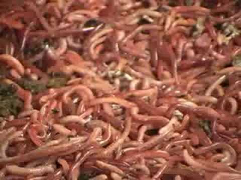 Vermicomposting-摩根家族