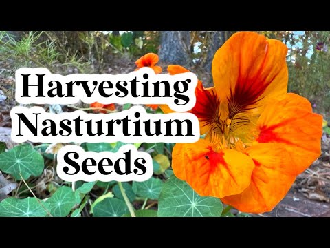 How to Harvest Nasturtium Seeds - Easy Seed Saving - Use in Next Year's Garden for Free!