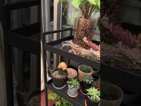 室内に持ち込んだり屋外に放置したりできる観賞性の高い吊り下げ式屋外植物  庭園