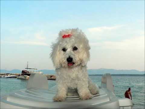 Živogošće Blato | Makarska Riviera | Apartments Beti