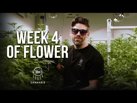 Week 4 of the Cannabis Flowering Period | Week-by-Week Guide with Smokey Okies