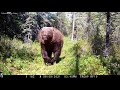 Bear Charges Wildlife Camera In Canada S Yukon Territory