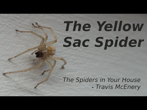 The Spiders in your House - The Yellow Sac Spider
