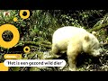 Zeldzame witte panda gefilmd