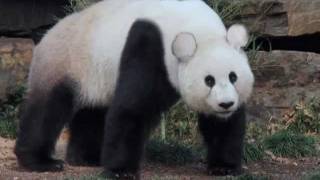 preview picture of video 'The Panda Story by FotoandFun'