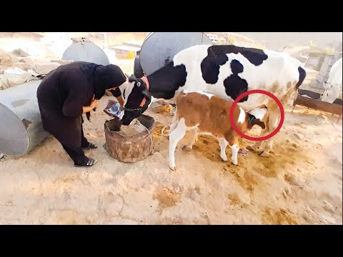 Rural life: Samaneh family taking care of their animals in the winter farm