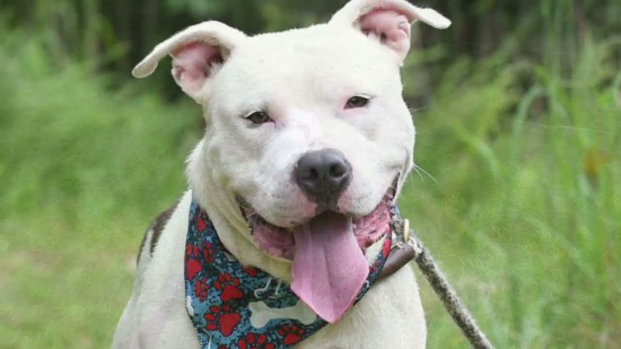 Elvis, a ADOPTABLE Pit Bull Terrier in Monroe, GA video 2/5