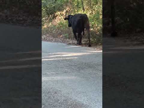 Torero olè 😂 #live #musica #shortvideo #shortsvideo #natural #nature #shorts #short #shortsfeed