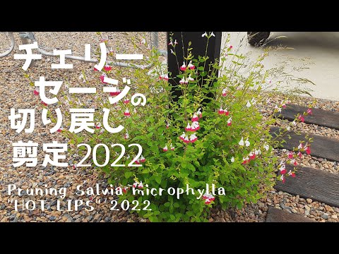 サワーチェリーの切り方:やり方はこちら 植物