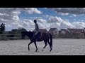 Caballo castrado Pura Sangre En venta 2021 Bayo por LAW DEPUTY (IE), PS