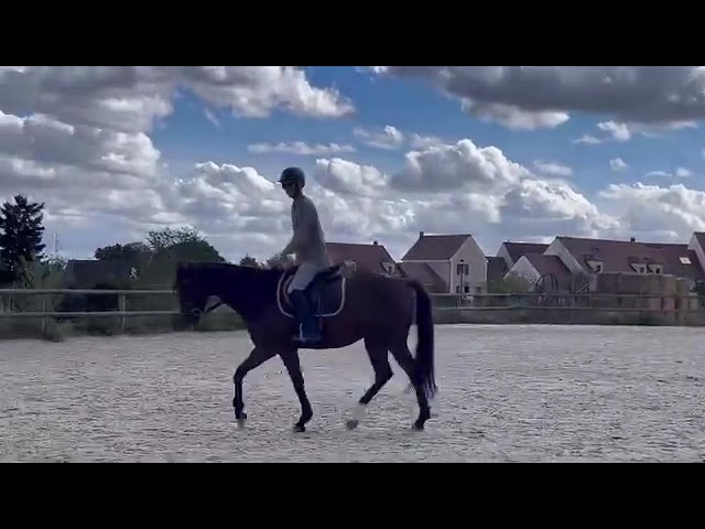 Caballo castrado Pura Sangre En venta 2021 Bayo por LAW DEPUTY (IE), PS