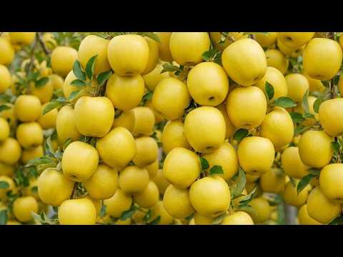 Growing Process and How Food Is Grown