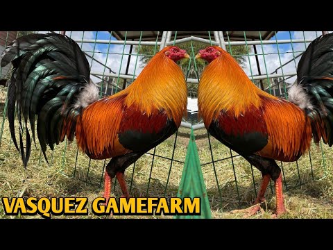 Kelso Albany Yellow leg hatch - VASQUEZ FARM